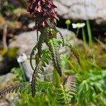 Pedicularis recutita Лист