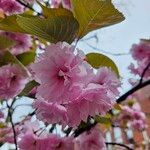 Prunus serrulata Çiçek