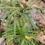 Lycopodium dendroideum Blatt