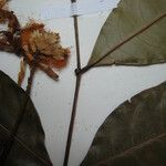 Inga suaveolens Other