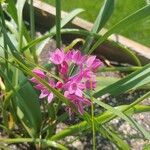 Allium oreophilum Blüte