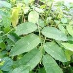 Sauropus androgynus Leaf