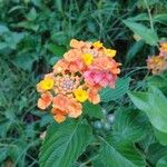 Lantana camaraപുഷ്പം