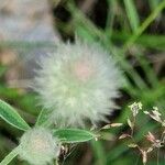 Trifolium arvense Ffrwyth