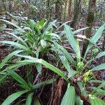 Calanthe hololeuca 整株植物