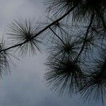 Pinus caribaea Hábito
