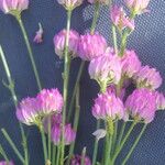 Polygala longicaulis 花