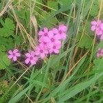 Oxalis debilisFlower