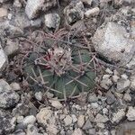 Echinocactus horizonthalonius Hábito