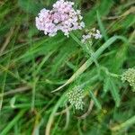 Achillea × roseoalba Blüte