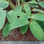 Ctenanthe compressa Hoja