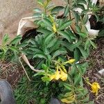 Allamanda cathartica Folha