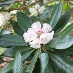 Rhododendron arizelum Flower