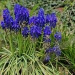 Muscari armeniacumFlower