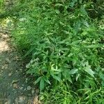 Eupatorium perfoliatum Blad