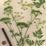Conium maculatum Other
