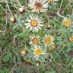 Carlina vulgaris Outro