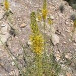 Stanleya pinnata Flower