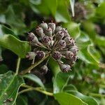 Hedera colchica Hedelmä