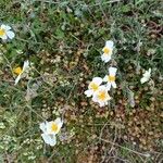 Helianthemum lippii Çiçek