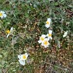 Helianthemum lippii Flor