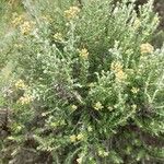 Ozothamnus leptophyllus Hoja