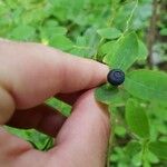 Vaccinium ovalifolium Fruit