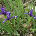 Iris sintenisii Habit