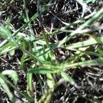 Scabiosa triandra Leaf