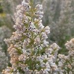 Erica lusitanica Цвят