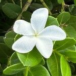 Carissa macrocarpa Kwiat