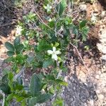 Murraya paniculata Fiore