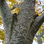 Acer cissifolium Bark