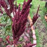 Amaranthus hypochondriacusFlower