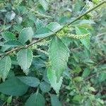 Acalypha siamensis Fruit