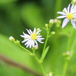 Symphyotrichum laeve Цвят