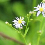 Symphyotrichum laeve Floare