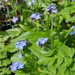 Myosotis sylvatica Habitus