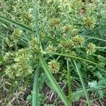 Cyperus eragrostis Fuelha