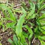 Axonopus compressus Leaf