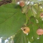 Cordia dichotoma ᱥᱟᱠᱟᱢ