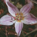 Claytonia lanceolata Fiore