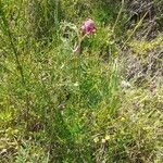 Vicia benghalensis Hábitos