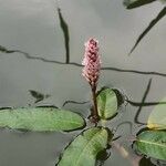 Persicaria amphibia Kvet