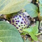 Datura metel Vaisius