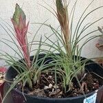 Tillandsia punctulata Hoja