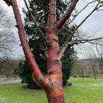 Prunus serrula Corteza