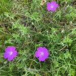 Geranium sanguineumKvět