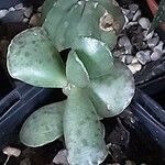 Adromischus cooperi Blad