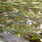 Indigofera lespedezioides Hoja